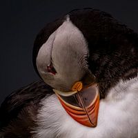 Papegaaiduikerportret aan de Faeröerse kust