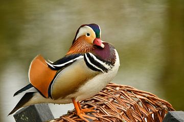 Mandarin Duck