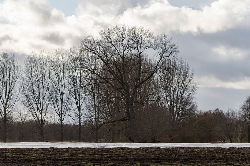 aspergeveld par ton vogels