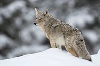 Coyote ( Canis latrans ) in de winter op sneeuwheuvels, rondkijkend, wild, Yellowstone NP, USA. van wunderbare Erde thumbnail