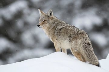 Coyote ( Canis latrans ) in de winter op sneeuwheuvels, rondkijkend, wild, Yellowstone NP, USA. van wunderbare Erde