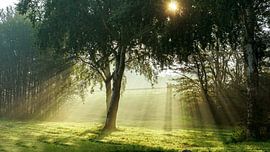 Zon en mist von Dirk van Egmond