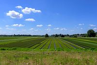 Paysage d'été avec pépinière et bois vert