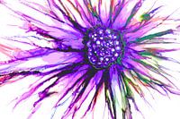 Blume / Blume