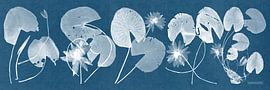 cynotype ,Cyanotype Nénuphars ii