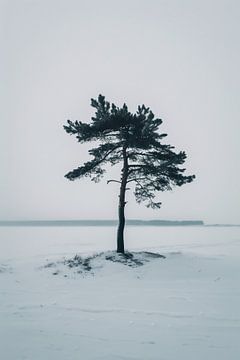 Winterboom in rust van fernlichtsicht