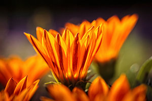 Gazania