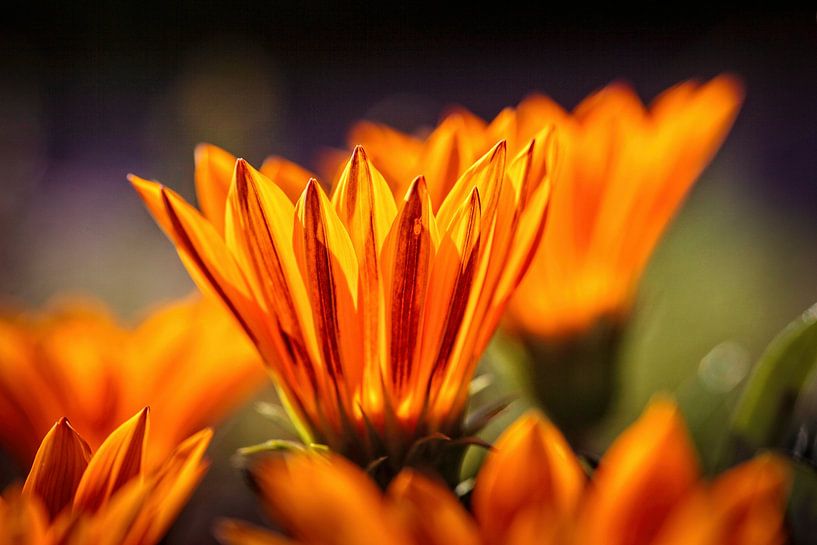 Gazania by Rob Boon
