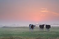 Farmland at sunrise van Olha Rohulya thumbnail