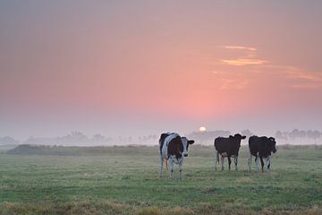 Farmland at sunrise van Olha Rohulya