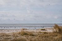 Water birds on the beach of Ameland