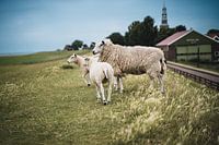 Schafe auf dem Deich in Hindeloopen