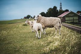Sheep on the dike in Hindeloopen by Vera de Vries