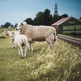 Schapen op de dijk in Hindeloopen van Vera de Vries