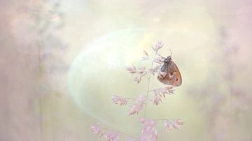 Butterfly during sunrise with beautiful light by Francis Dost