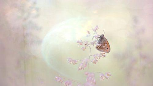 Vlinder tijdens zonsopkomst met prachtig licht