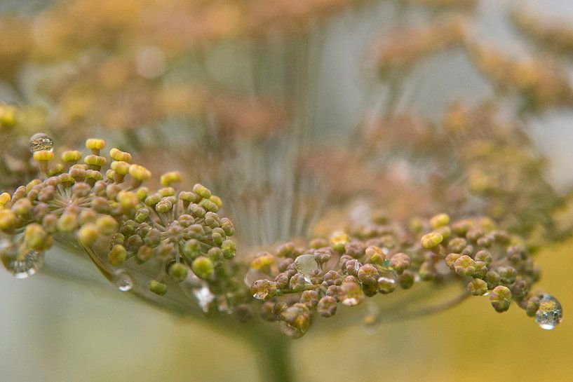 venkel met druppels by Dirkje Sol