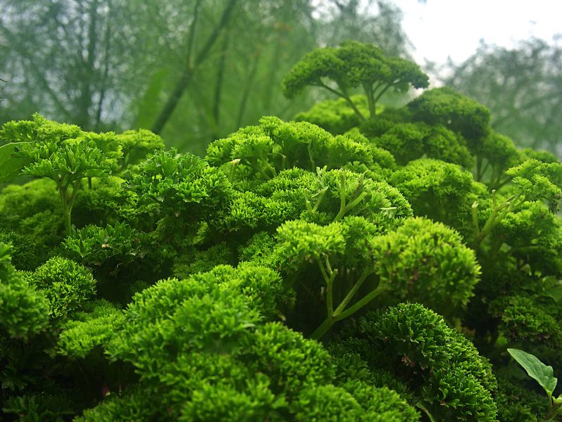 Petersilie par Edgar Schermaul