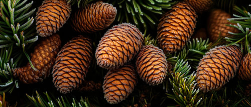 Pine cones on branches - close-up