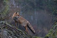 Rotfuchs ( Vulpes vulpes ) im Winterfell, steht im Regen auf einem Baum und schaut sich um van wunderbare Erde thumbnail