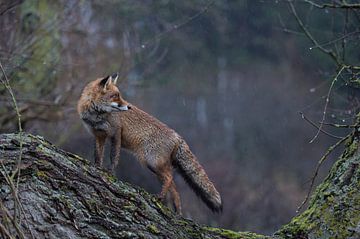 Red Fox  ( Vulpes vulpes ) adult, wet winterfur, climbed on a tree, standing, looks back, on a rainy sur wunderbare Erde