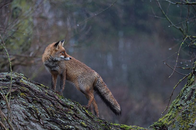 Red Fox  ( Vulpes vulpes ) adult, wet winterfur, climbed on a tree, standing, looks back, on a rainy by wunderbare Erde
