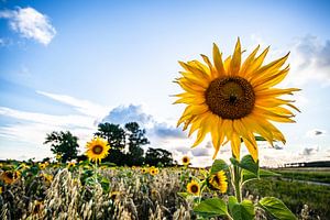 Sonnenblume,Sonnenblume, Sommer, Sommer von Frank Slaghuis