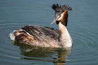Grebe