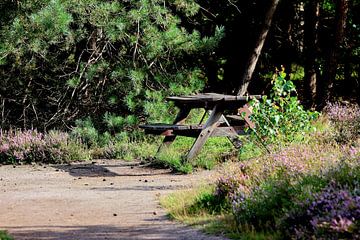 Picknicktafel in het bos. Foto genomen in het bos van natuurgebied de Sallandse Heuvelrug van Halte 26