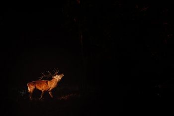 Deer bronst