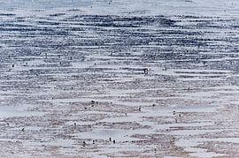 Ebb auf dem Wad