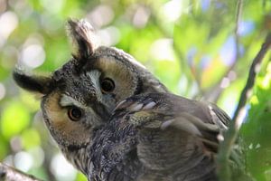 Hibou moyen-duc