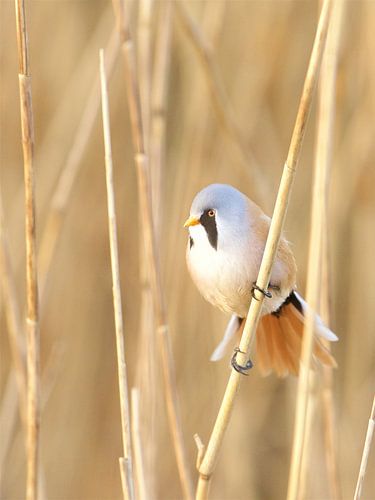 Baardmannetje in het riet