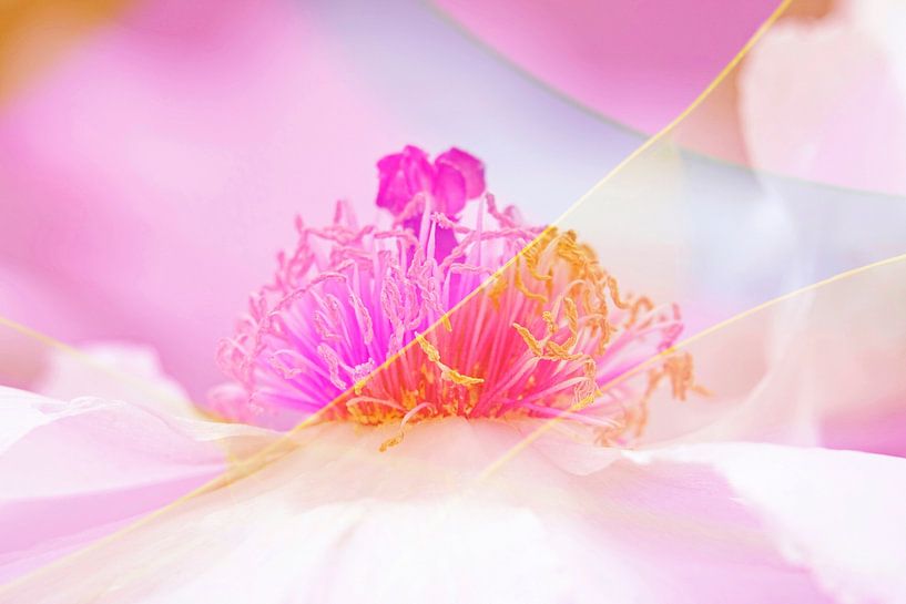 Blütenzauber von Anette Jäger