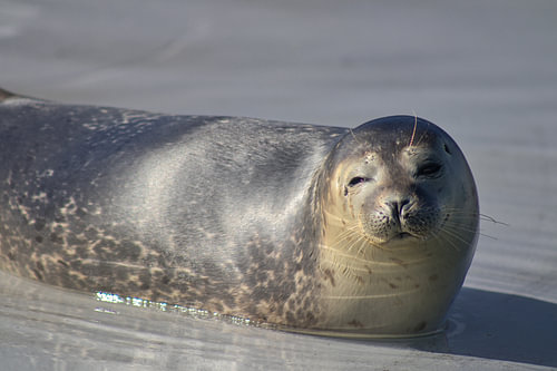 Seal from Ecomare Texel