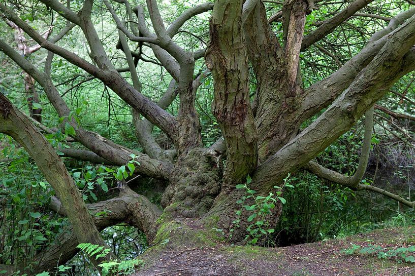 Vieil arbre avec de nombreuses grosses branches dans la forêt au printemps par Frans Rombout
