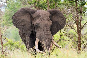 Großartig in der Ruhe von nico weijers