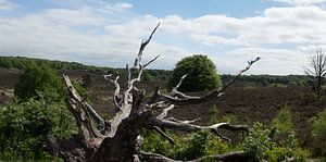 Umgestürzter Baum auf dem Veluwezoom