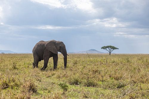 Ein einsamer Elefant wandert durch die leere Savanne des Serengeti-Nationalparks, Tansania