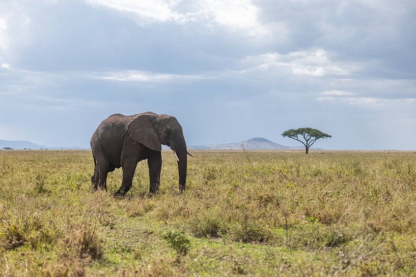 Un éléphant solitaire marche dans la savane vide du parc national du Serengeti, en Tanzanie. par mitevisuals