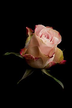 Roze roos op een zwarte achtergrond van Ronald van Kooten