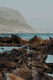 Pingouins dans la baie de Betty sur Andy Troy