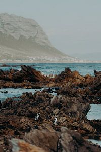 Penguins in Betty's Bay