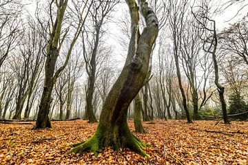 Beukenbos op de Veluwe tijdens een mistige ochtend