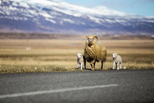 Schapen in IJsland