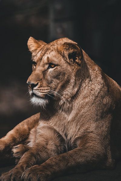 King of the savannah by Endre Lommatzsch