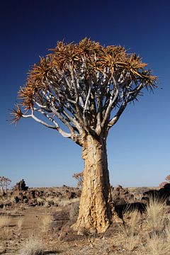 Köcherbaum (Aloe dichotoma)