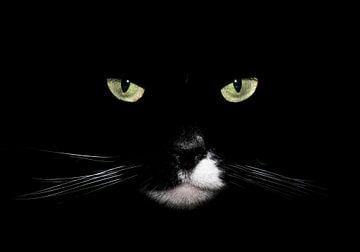 Chat noir sur Aline Nijland