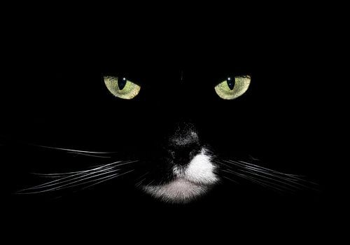 Black cat