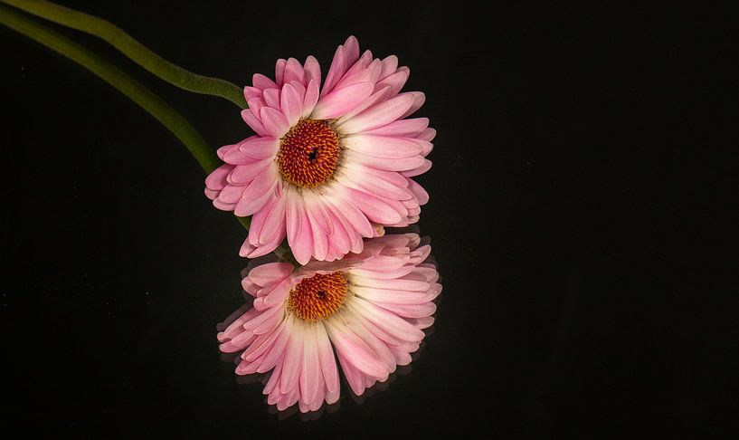 bloemspiegel by Pieter Heres